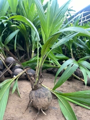 Dừa Xiêm Lục