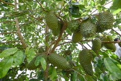 Mãng Cầu Xiêm Thái (ghép)