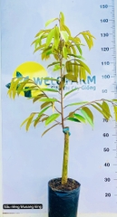 Sầu Riêng Musang King