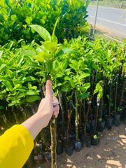 Mít tố nữ