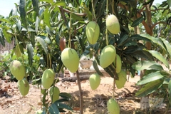 Xoài Tứ Quý