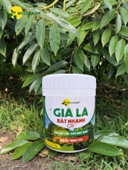 Già Lá Rất Nhanh
