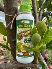 Thiên Bông Ý