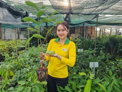 Mận Xanh Đường