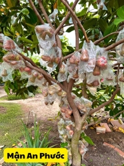 Mận An Phước
