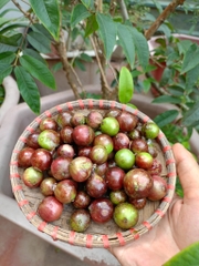 Nho Thân Gỗ 12 Vụ