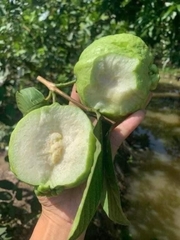 Ổi Nữ Hoàng