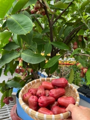 Mận An Phước
