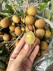 Nhãn Xuồng Cơm Vàng