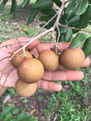 Nhãn Xuồng Cơm Vàng