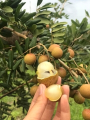 Nhãn Xuồng Cơm Vàng