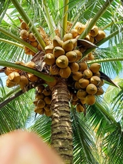 Dừa Xiêm Đỏ Mã Lai
