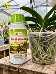 Kích Rễ Welofarm Hoa Lan