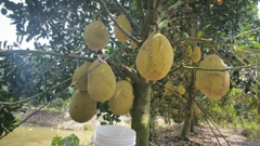Mít Ruột Đỏ Xơ Vàng