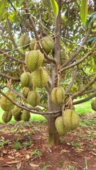 Sầu Riêng Monthong Thái