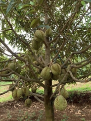 Sầu Riêng Monthong Thái
