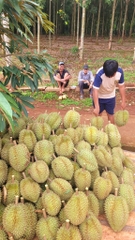 Sầu Riêng Monthong Thái