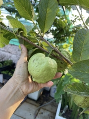 Ổi Nữ Hoàng