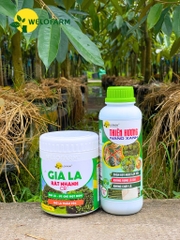 Bộ Già Lá Nhanh CR7