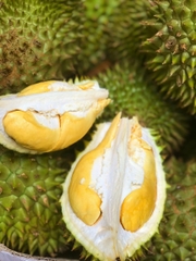 Sầu Riêng Ri 6