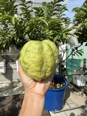 Ổi Nữ Hoàng