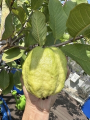 Ổi Nữ Hoàng