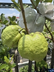 Ổi Nữ Hoàng