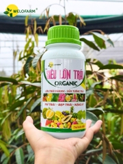 Siêu Lớn Trái USA