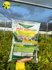 Hắc Kim Nano