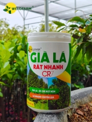 Già Lá Rất Nhanh