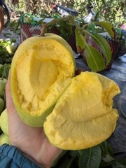 Xoài Tứ Quý
