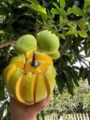 Xoài Tứ Quý