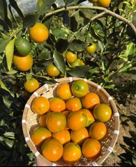 Tắc Ngọt Đài Loan