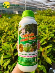 1L - Thần Sấm Diệt Tuyến Trùng