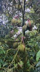 Sầu Riêng Ri 6