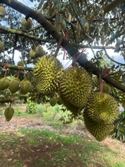 Sầu Riêng Ri 6