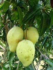 Xoài Tứ Quý