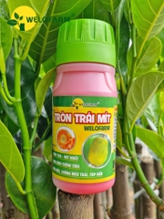 TRÒN TRÁI MÍT