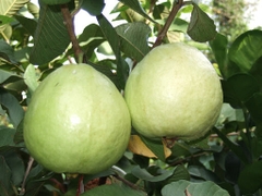 Ổi Lê Đài Loan