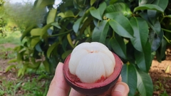Măng Cụt Ghép