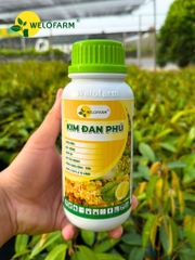 Kim Đan Phú