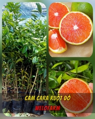 Cam Cara Ruột Đỏ