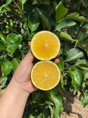 Cam Xoàn