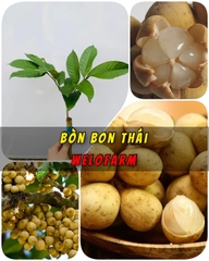 Bòn Bon Thái