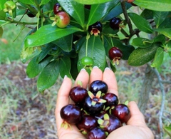 Cây Cherry Brazil