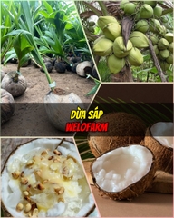 Dừa Sáp