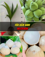 Dừa Xiêm Xanh