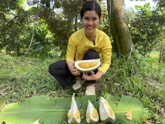 Sầu riêng Hoàng Châu Long