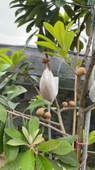 Hồng Xiêm Ruột Đỏ Khổng Lồ