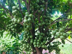 Dâu Xanh Ngọt